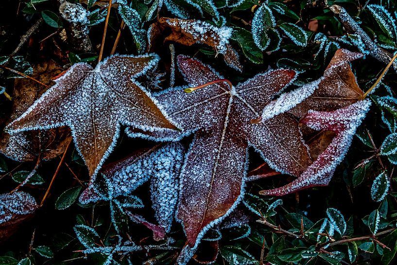 American amber tree by Dieter Walther