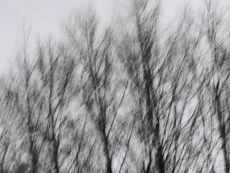 Tall trees by Ineke Salomons