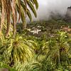 Palmen im Valle Gran Rey, La Gomera von Peter Schickert