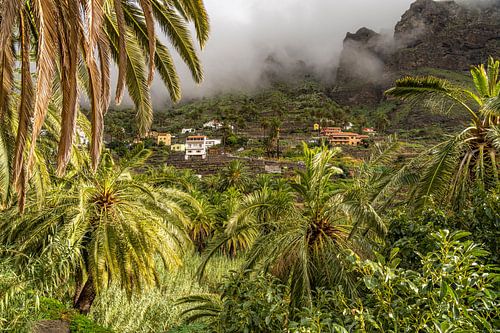Palmbomen in Valle Gran Rey, La Gomera