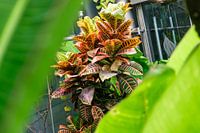 Cacaoboom bij Chocolademuseum in Keulen, Duitsland