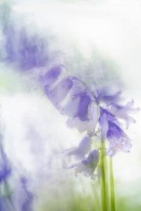 Impression d'une jacinthe des bois (adaptation créative)