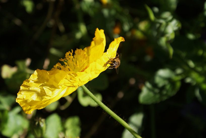 Gele bloem Christchurch Nieuw Zeeland par Dennis Rietbergen