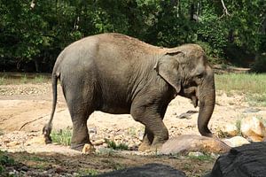 Aziatische olifant