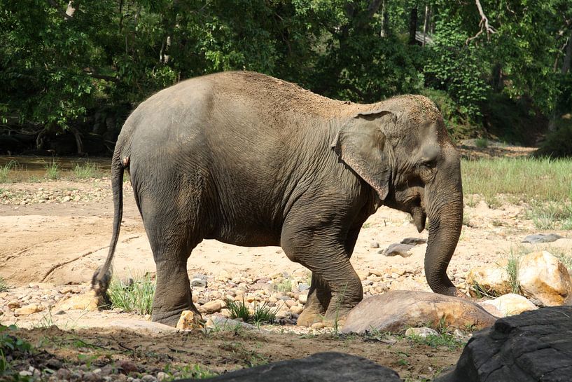 Asian elephant by Cora Unk