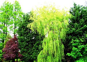 Tree Magic 129