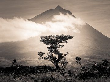 L'arbre et sa montagne sur Alexander Dorn