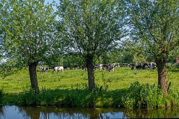 Kühe im Grünen Herzen der Niederlande
