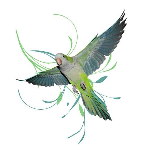 Vliegende muisparkiet