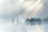 Rietkragen, Ijlst, Friesland