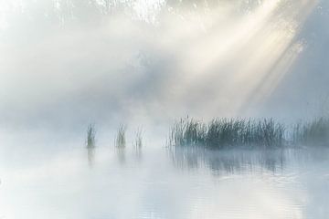 Rietkragen, Ijlst, Friesland by Rudy Wagenaar