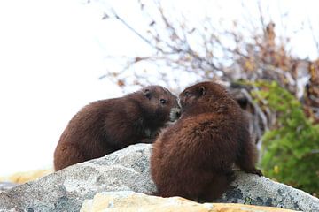 Vancouver Eiland Marmot, Marmota vancouverensis, Mount Washington van Frank Fichtmüller