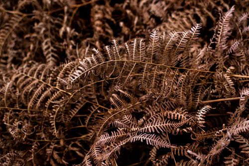 Orangefarne - böhmisches und botanisches Interieur