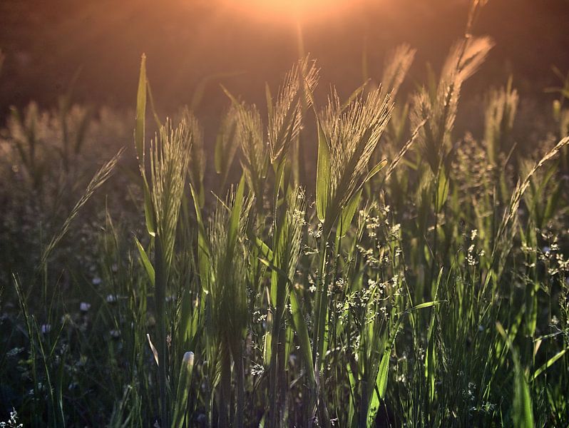 Graan bij zonsopgang van Edgar Schermaul