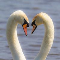 Verliefde  knobbelzwanen
