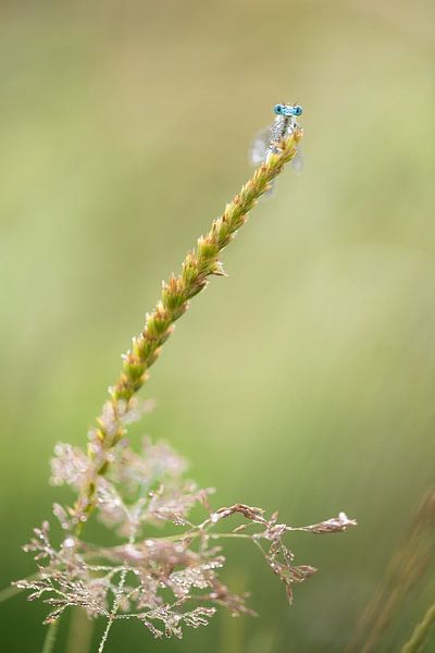Missing in the morning by Moetwil en van Dijk - Fotografie
