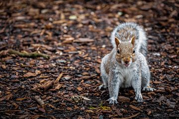 Un écureuil effronté sur le chemin des copeaux de bois sur AB Photography