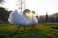 Schwan im Sonnenuntergang