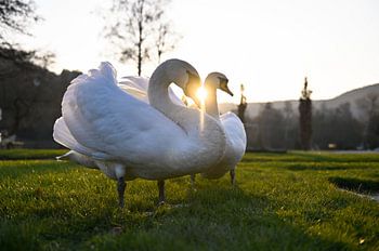 Swan in the sunset