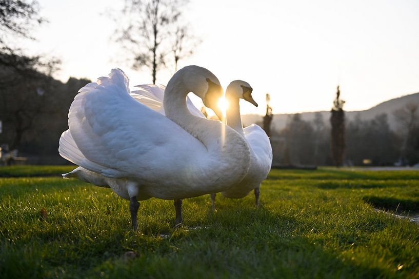 Cygne dans le coucher de soleil par Gregor Zieba