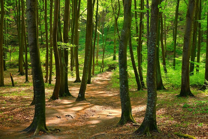 Forest by Ostsee Bilder