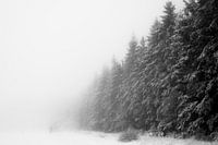 'WINTER', trees in the fog. Black-and-white photography.