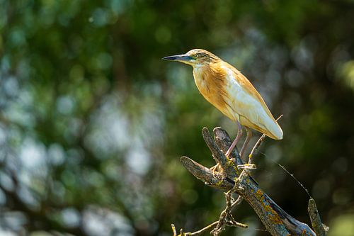 The Golden Watchman