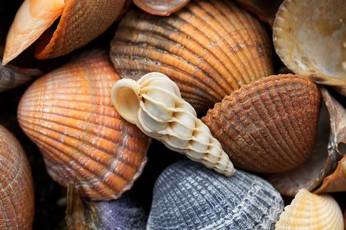 White snail shell among brown and blue shells