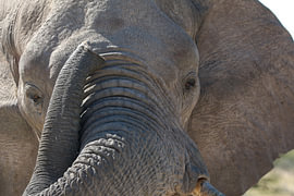 Afrikaanse Olifant van michiel Van de velde