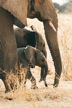 Deux jeunes éléphants guidés par leur mère sur Stef Heijenk