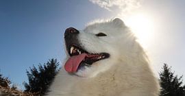 Samoyed