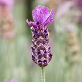 A lavender flower by Natuurpracht   Kees Doornenbal
