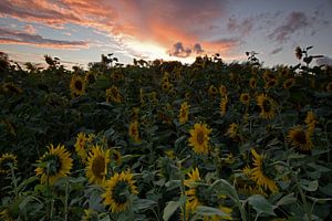 Zonnebloem. von Patrick Brouwers