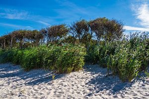Der Weststrand auf dem Fischland-Darß