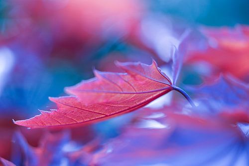 Bladeren van de Esdoorn in het late zonlicht