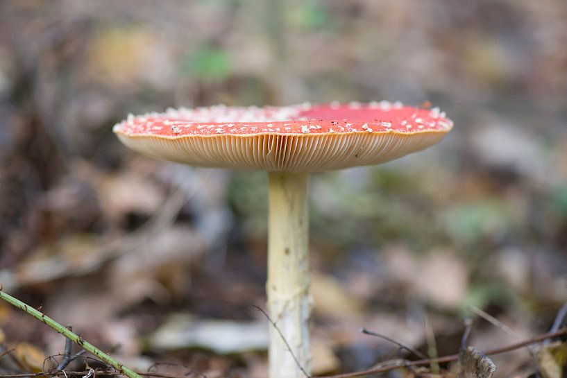 Fliegenpilz von Barbara Brolsma
