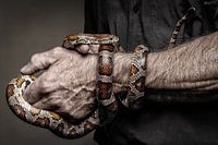 Jef Snake