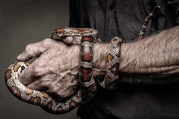 Jef Snake