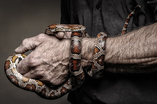 Jef Snake