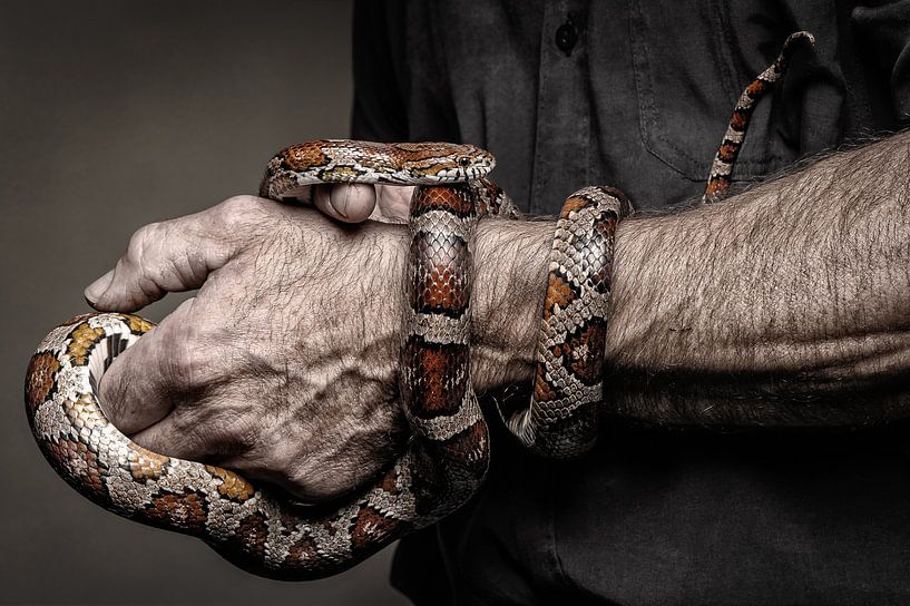 Jef Snake von Bob Van Hoyweghen
