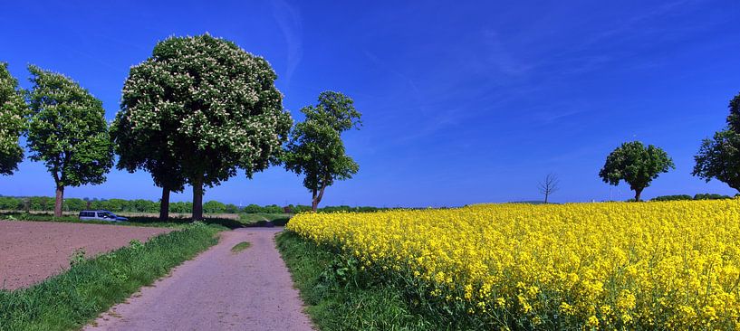 Bloeitijd koolzaad van Edgar Schermaul