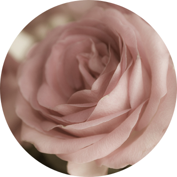 zart rosa van Dagmar Marina