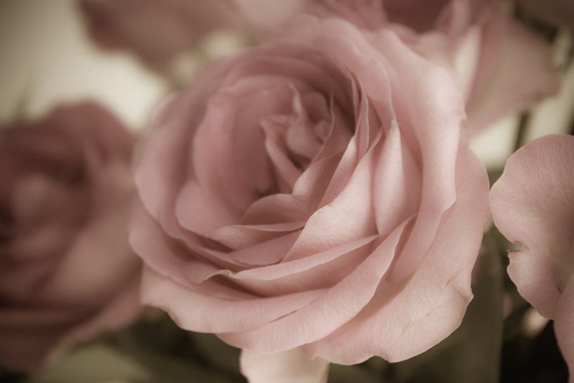 zart rosa von Dagmar Marina