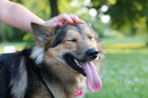 Hund "Das tut so gut"