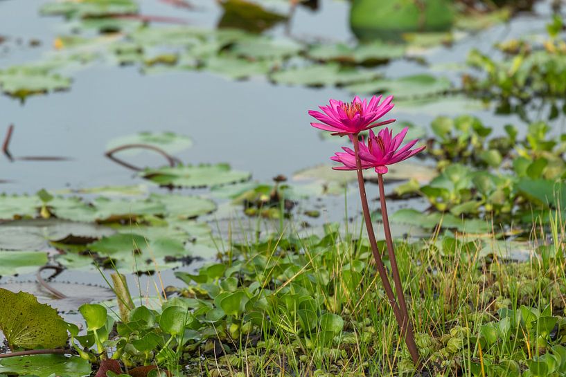 Waterlelies Wasgamuwa Lake van Lex van Doorn