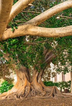 Zicht op een oude grote boom met weelderig groen gebladerte van Alex Winter