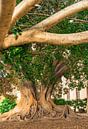 Blick auf einen alten großen Baum mit üppigem grünen Laub von Alex Winter Miniaturansicht