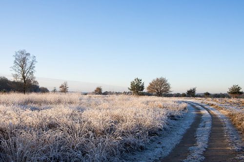 Winterse vorst in Hoenderloo