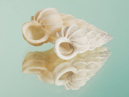 Eenvoud: Twee wenteltrap schelpen