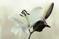 Casplantjes - White Lily #2